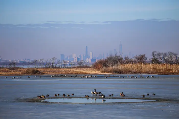 birds looking through an unfrozen hole in the water, with the NYC skyline in the background
